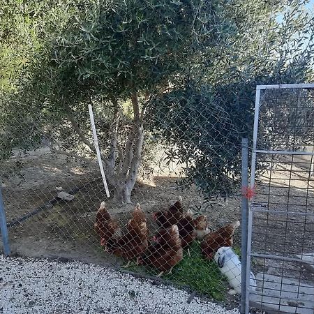 Happy Glamping Cy Villa Agios Theodoros Екстериор снимка
